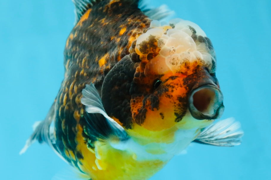 AAA Grade Chonky Kirin Oranda Male 6 inches #053025OR_26