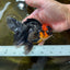 LAVA A Grade Tricolor Oranda Male 5 inches #082225OR_22