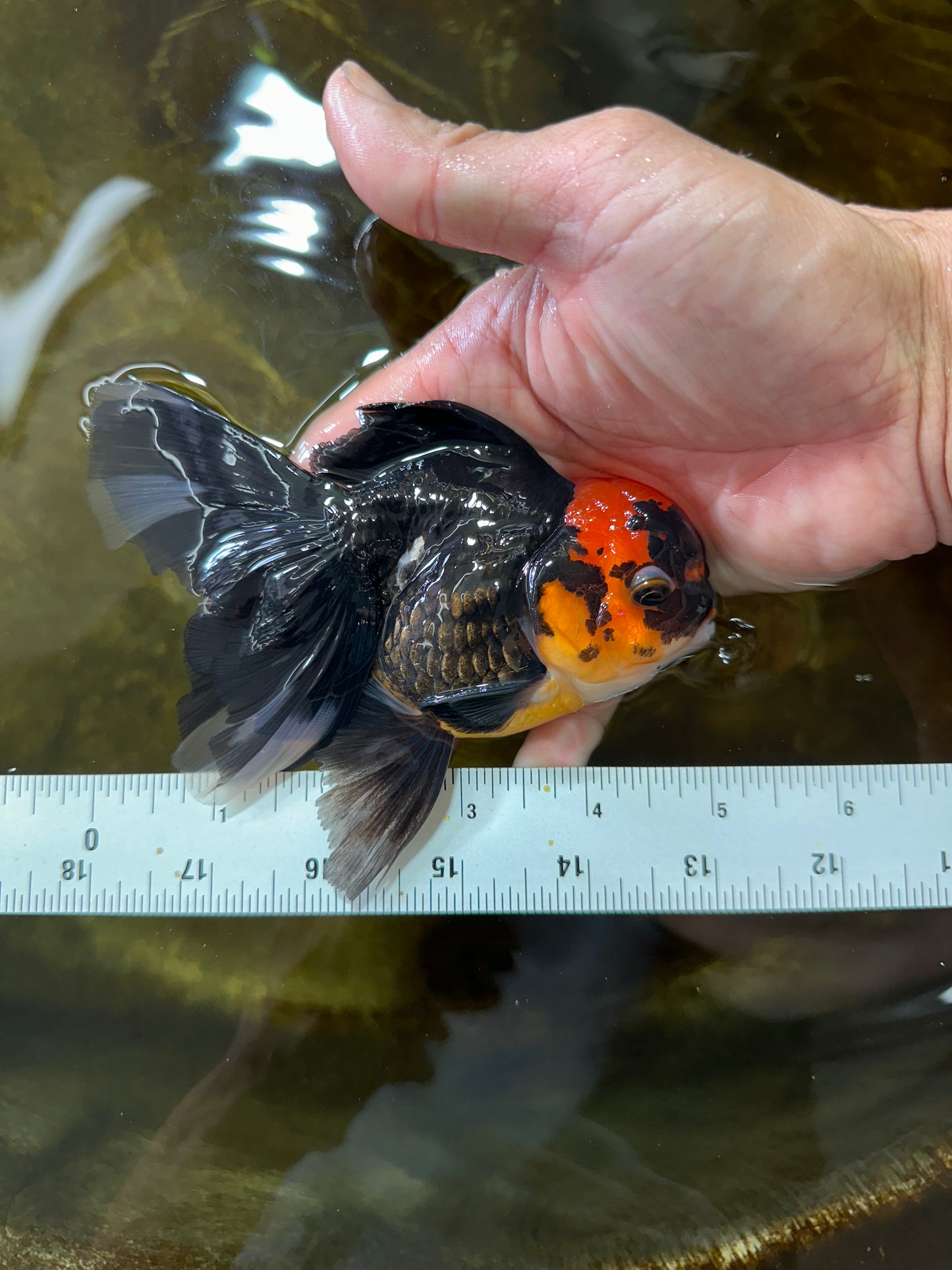 LAVA A Grade Tricolor Oranda Male 5 inches #082225OR_22