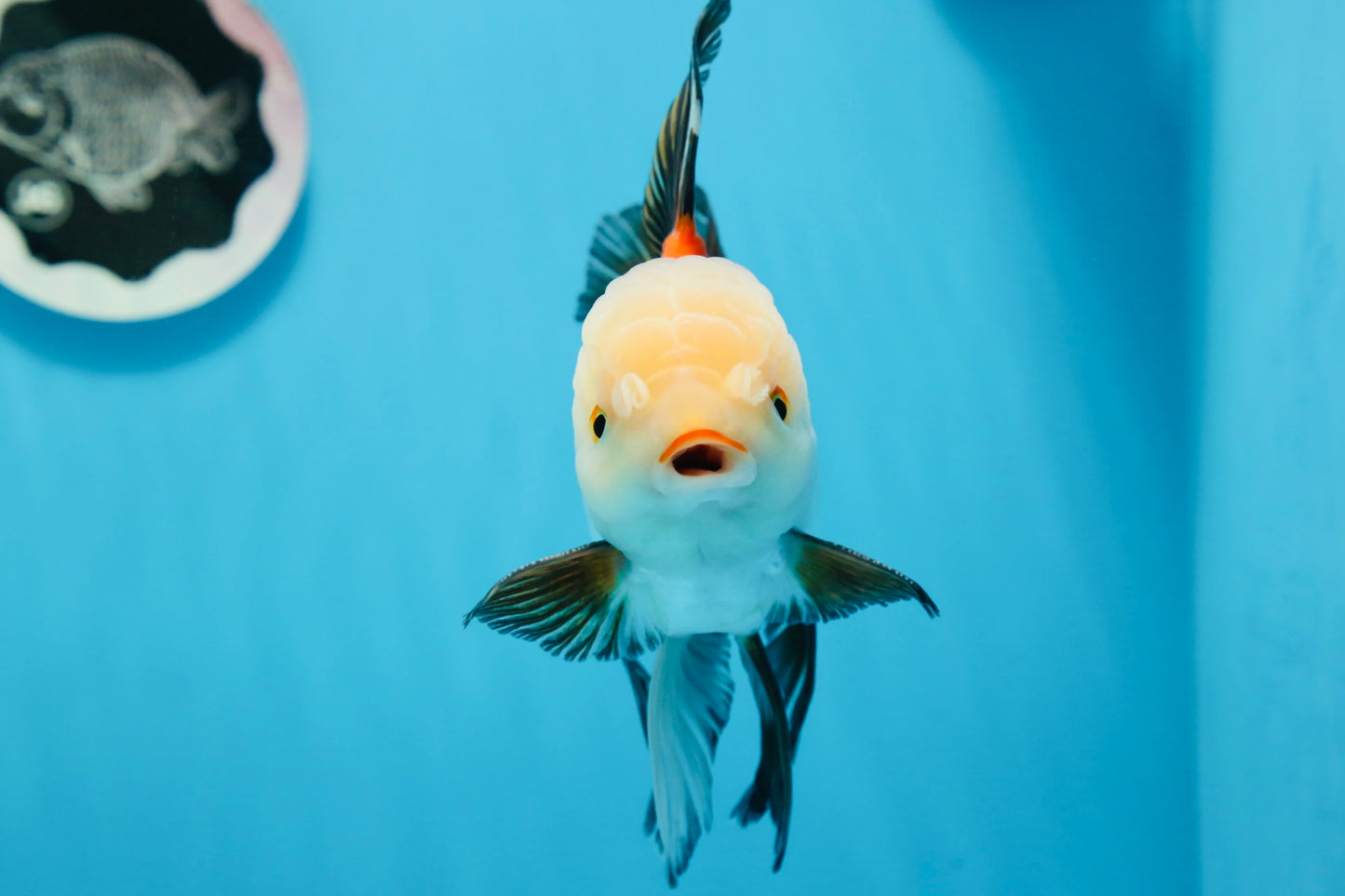 Oranda tricolor de grado AAA macho 5,5 pulgadas #0830OR_13