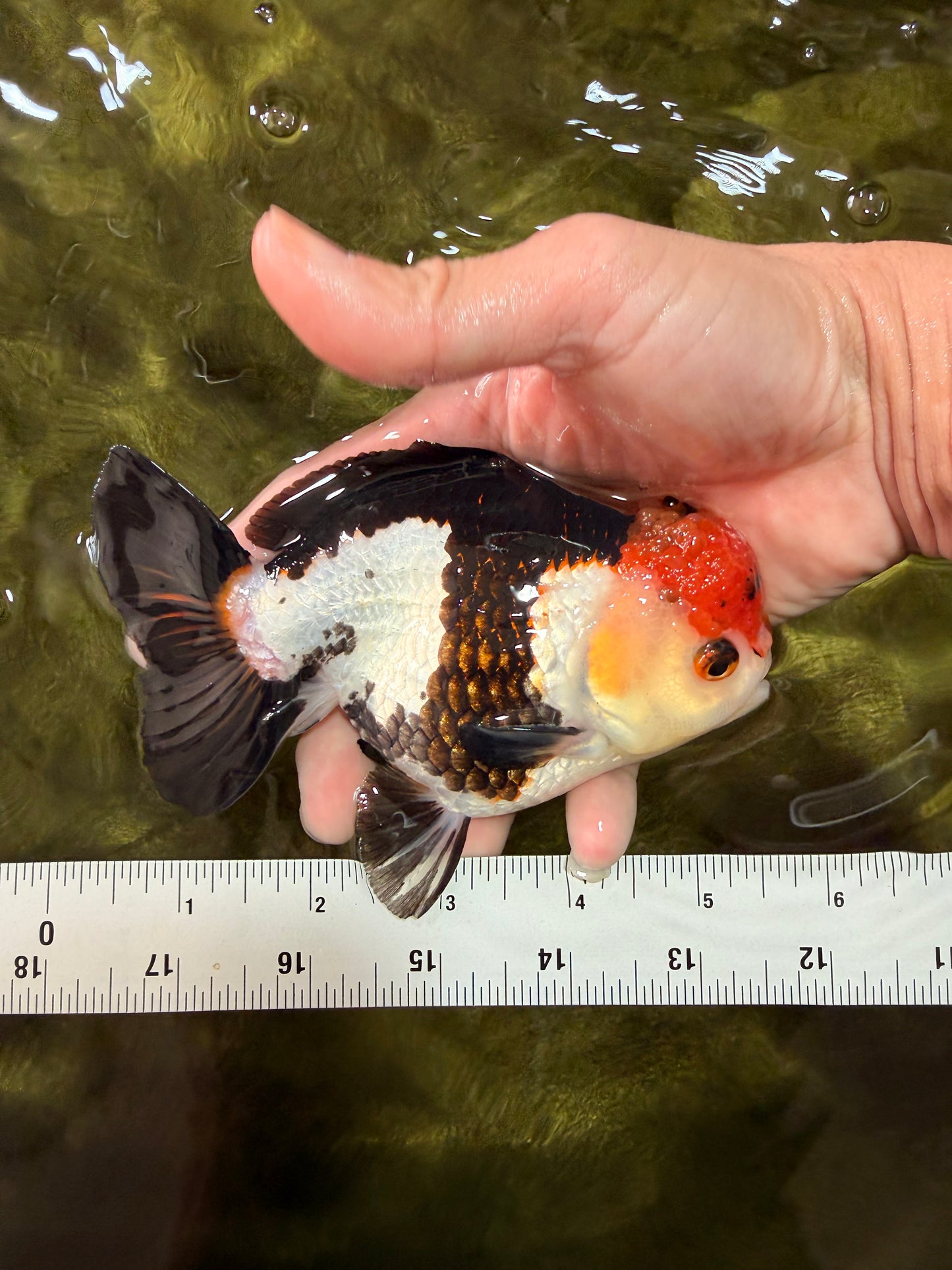 SUPER CUTE Tricolor Yuanbao Male 5-5.5 inches #051526YB_07