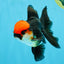 MUSTACHE A Grade Tricolor Oranda Male 5-5.5 inches #032726OR_11