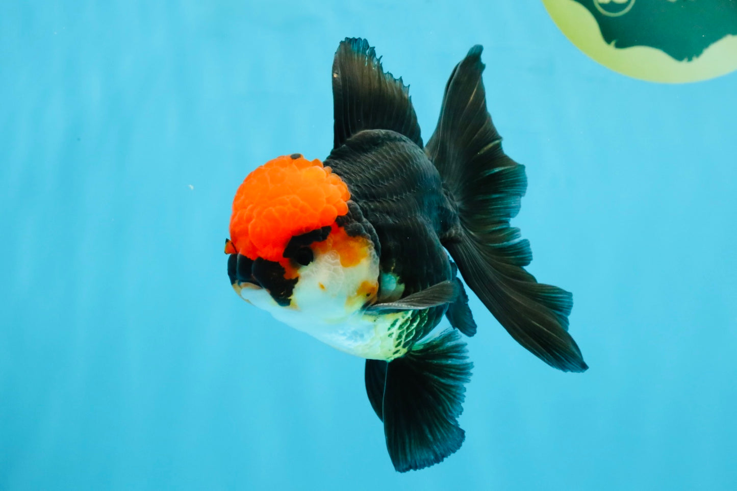MUSTACHE A Grade Tricolor Oranda Male 5-5.5 inches #032726OR_11