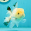 A Grade White Panda Oranda Male 4.5 inches #111524OR_25