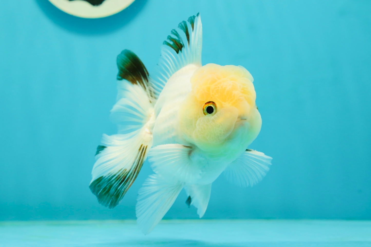 A Grade White Panda Oranda Male 4.5 inches #111524OR_25