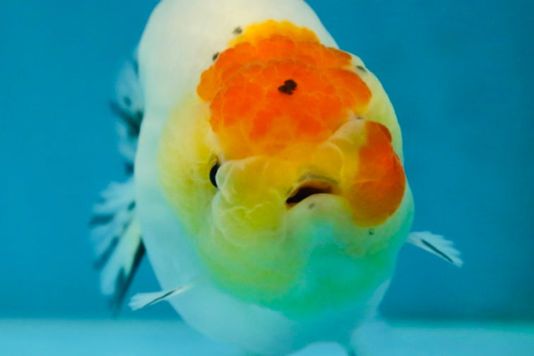 A Grade Sakura LionQueen 3.5-4 inches #051625LC_06