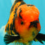 CHARLIE AAA Grade Beautiful Tiger Oranda Male 6-6.5 inches #061926OR_17