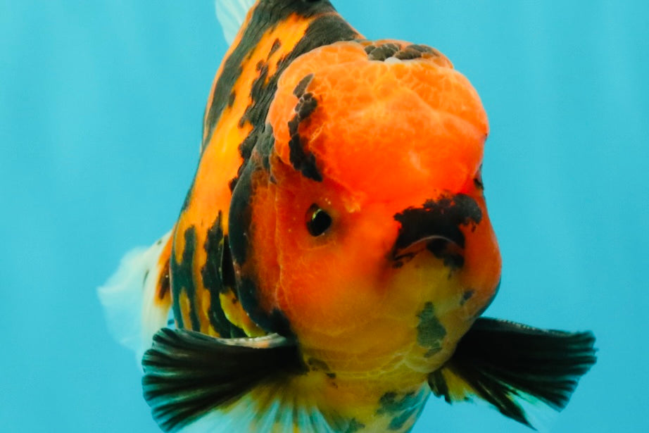 CHARLIE AAA Grade Beautiful Tiger Oranda Male 6-6.5 inches #061926OR_17