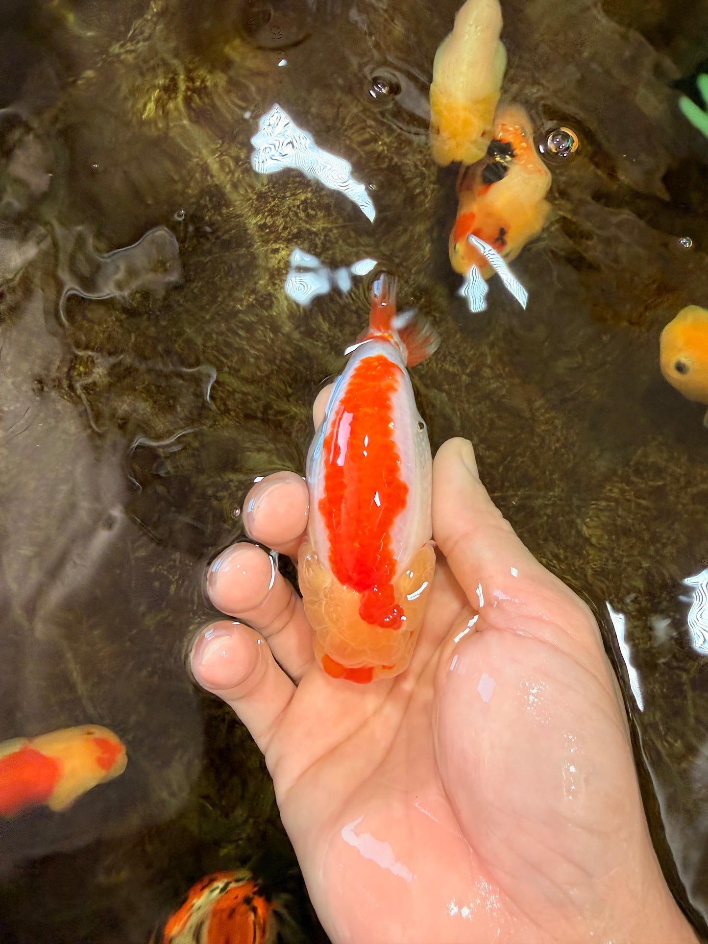 A Grade Young Red White LionQueen 4 inches #101025LC_03