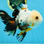 Tricolor Oranda Female 5.5 inches #072525OR_19