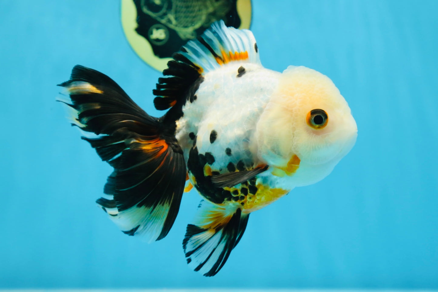 Tricolor Oranda Female 5.5 inches #072525OR_19