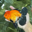 A Grade Apache (Black Orange) Oranda Male 5.5 inches #110124OR_09