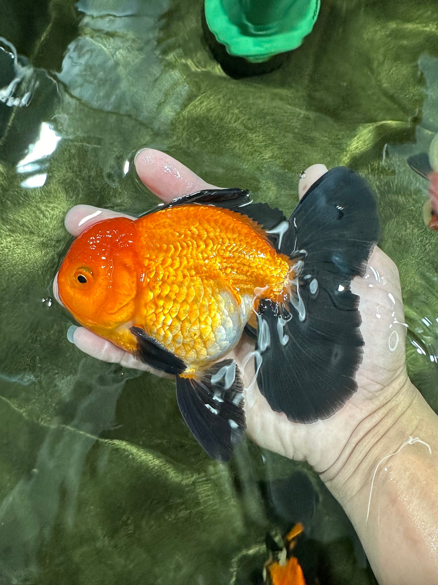 A Grade Apache (Black Orange) Oranda Male 5.5 inches #110124OR_09