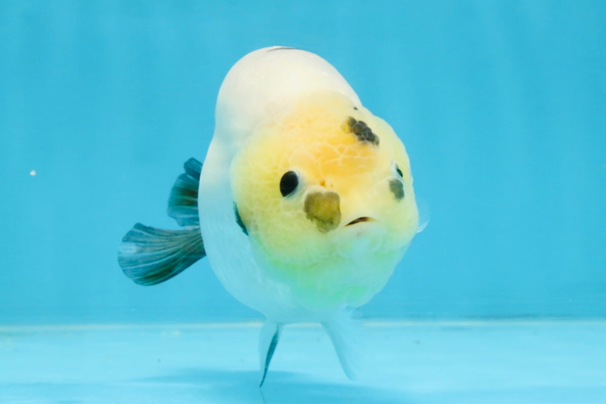 A Grade Chinese Cow Ranchu Male 4.5-5 inches #110725RC_13