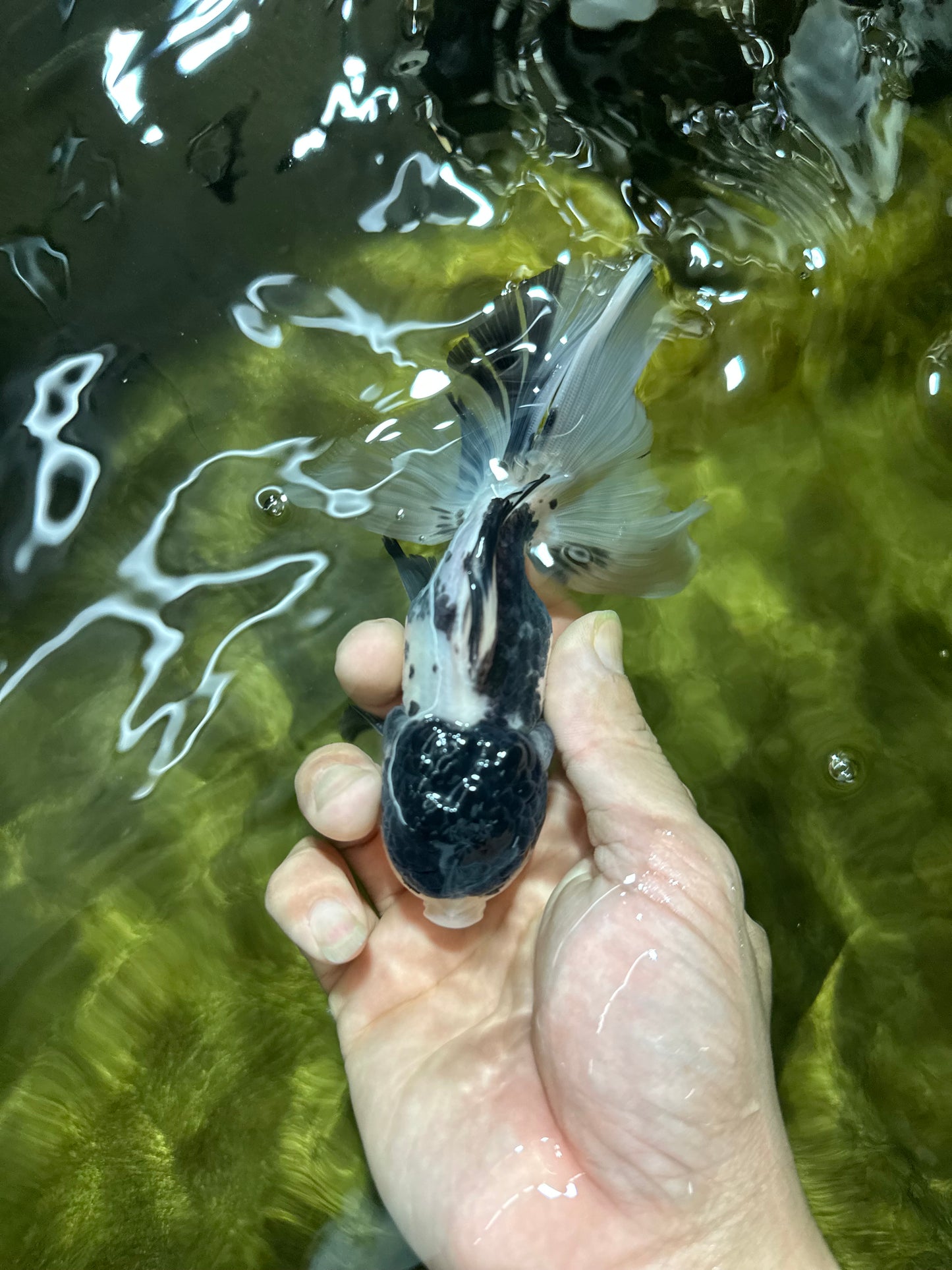 Super Panda Oranda Male 5 inches #042525OR_06