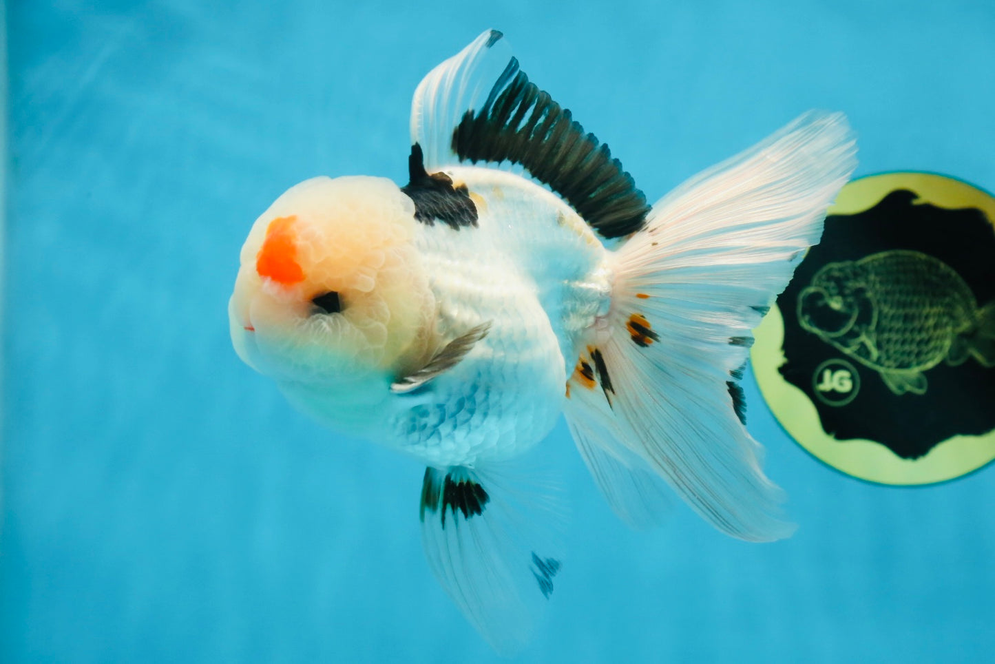 A Grade Tricolor Lipstick Kiss Button Eyes  Oranda Male 5.5 inches #020725OR_26