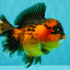 CHUBBY AAA Grade Apache Oranda Female 6-6.5 inches #082126OR_11