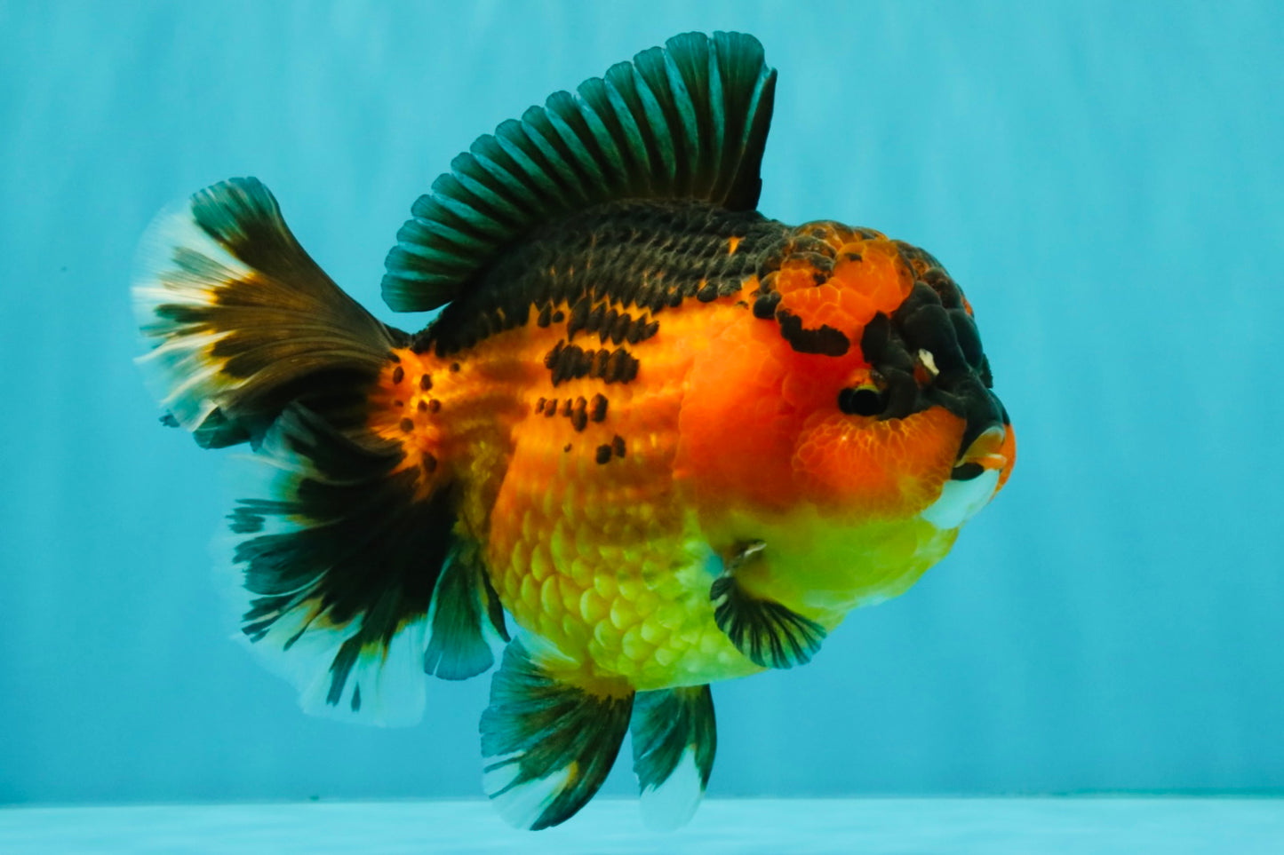 CHUBBY AAA Grade Apache Oranda Female 6-6.5 inches #082126OR_11