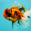 A Grade Broatail Tiger Oranda Male 7.5 inches #100926OR_08