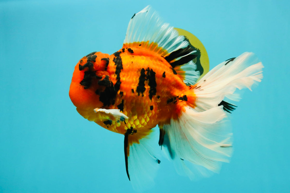A Grade Broatail Tiger Oranda Male 7.5 inches #100926OR_08