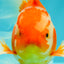 A Grade Red White Oranda Male 6 inches #071726OR_25