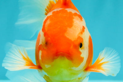 A Grade Red White Oranda Male 6 inches #071726OR_25