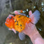 Jumbo A Grade Tiger Oranda Butterly Tail Female 7.5 inches #050225OR_12