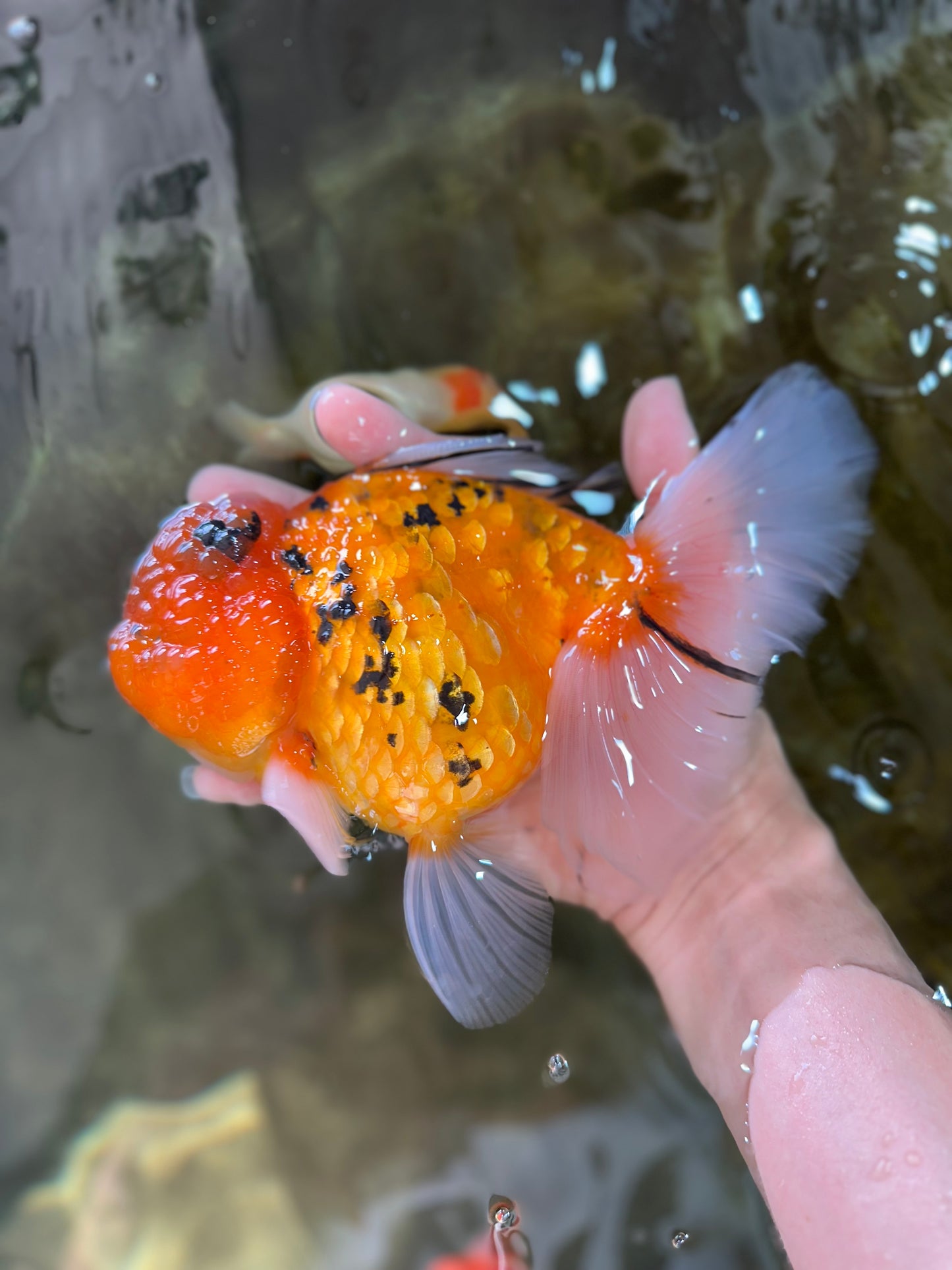 Jumbo A Grade Tiger Oranda Butterly Tail Female 7.5 inches #050225OR_12