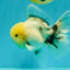 A Grade Marble Oranda Male 6-6.5 inches #042426OR_11