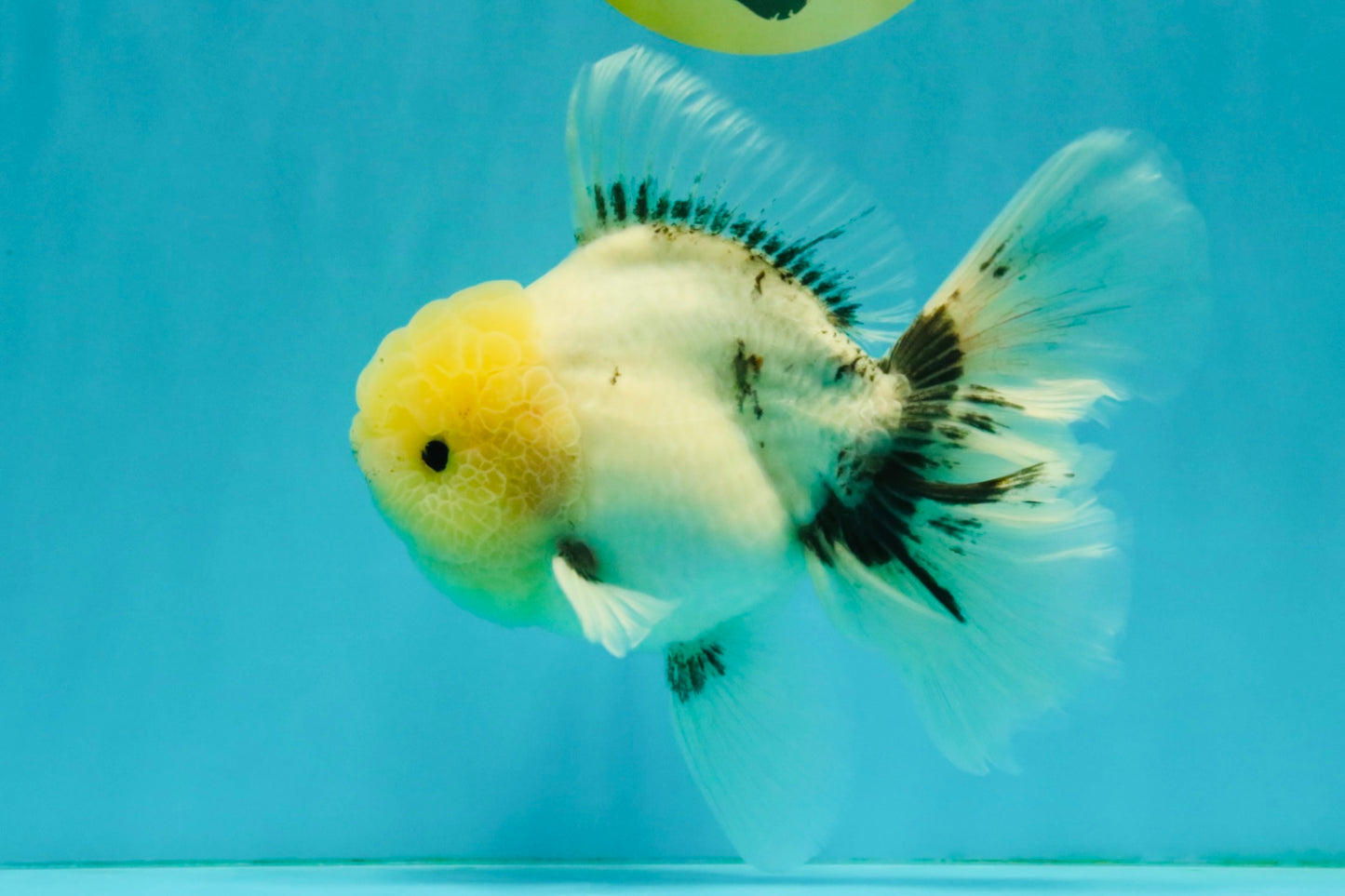 A Grade Marble Oranda Male 6-6.5 inches #042426OR_11