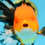 AAA Grade THICK BODY Apache Oranda Male 6-6.5 inches #082925OR_14