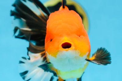 AAA Grade THICK BODY Apache Oranda Male 6-6.5 inches #082925OR_14