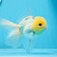 AAA Grade Lemonhead Panda Button Eyes Oranda Male 5-5.5 inches #0913OR_13