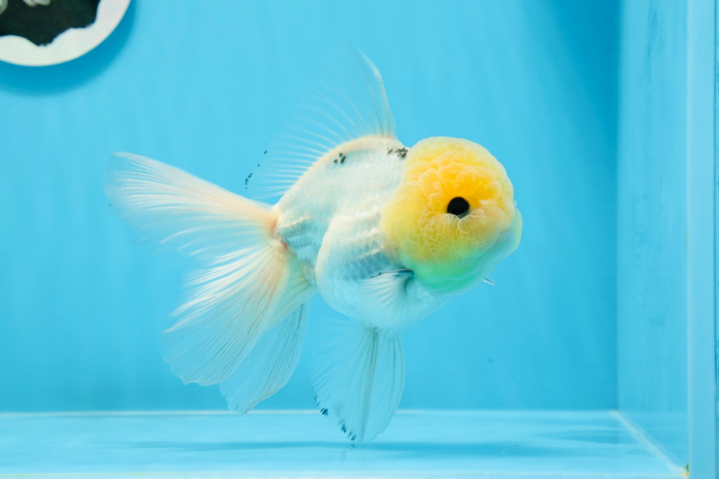 AAA Grade Lemonhead Panda Button Eyes Oranda Male 5-5.5 inches #0913OR_13