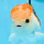 AAA Grade Tricolor Oranda Male 5 inches #0906OR_30