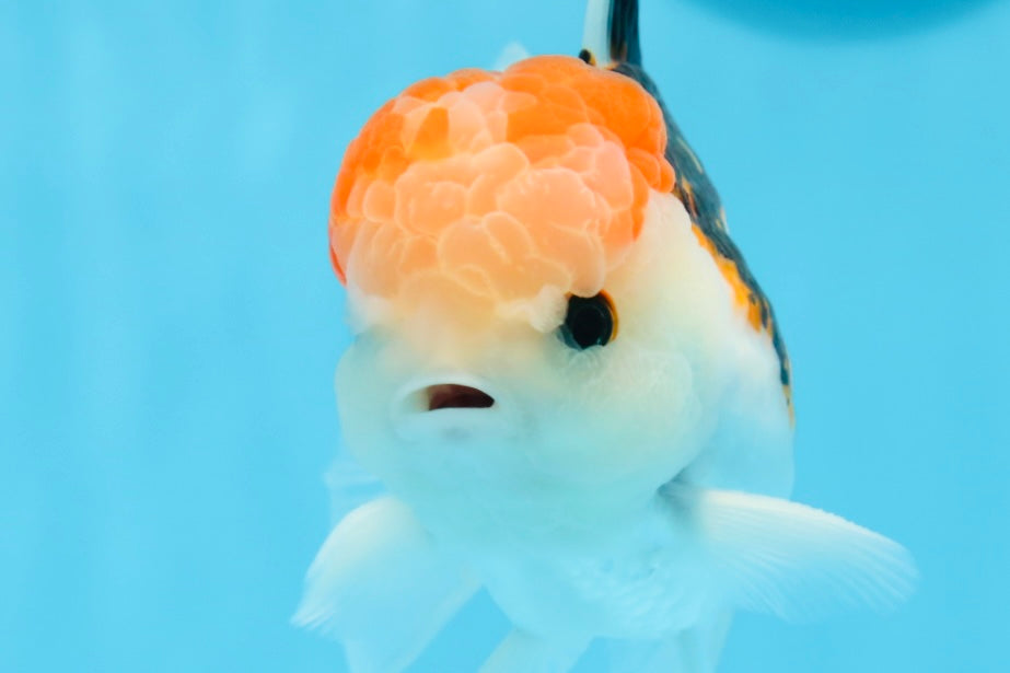 AAA Grade Tricolor Oranda Male 5 inches #0906OR_30