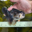 A Grade Panda Oranda Male 5 inches #100325OR_22