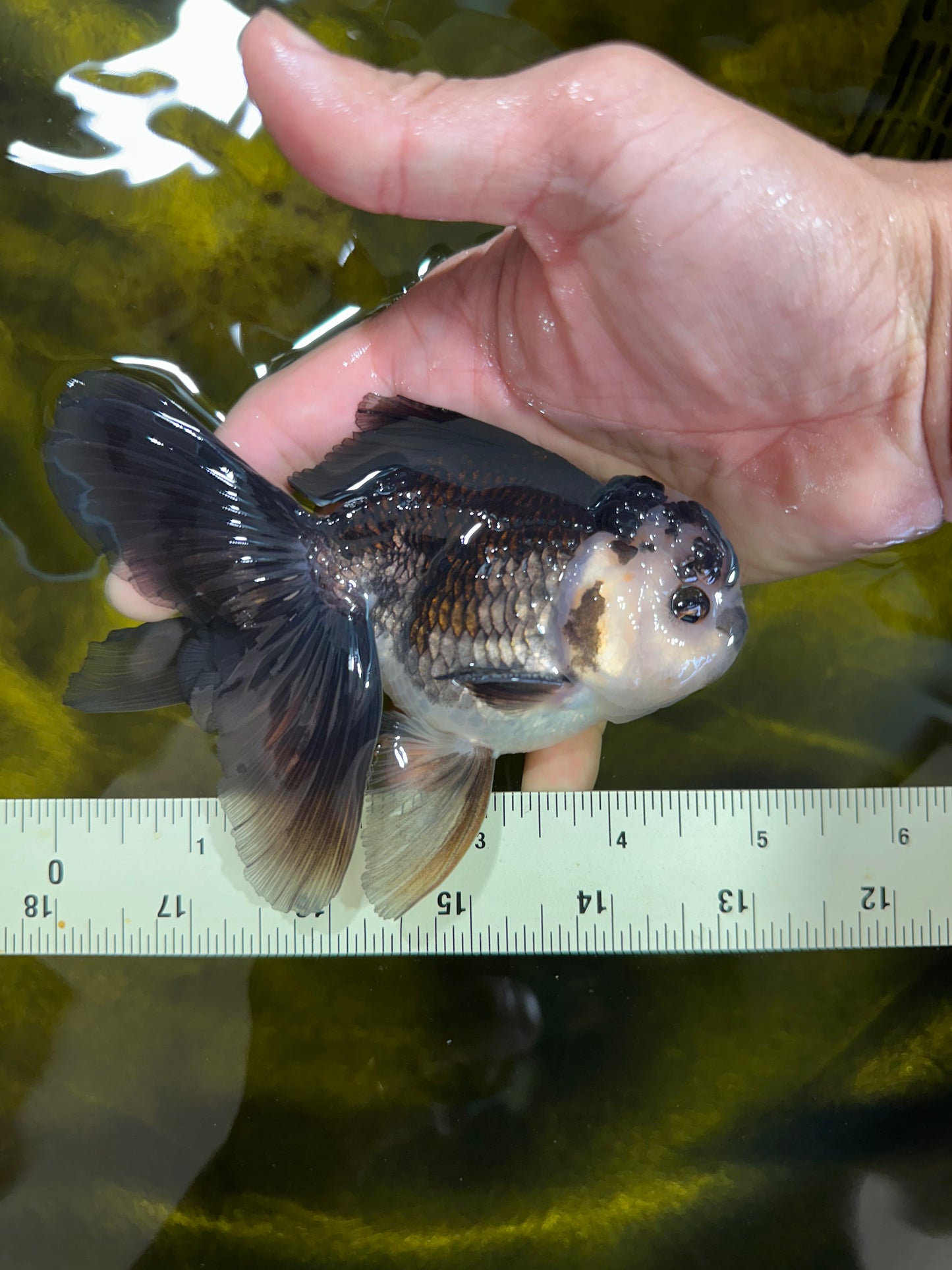 A Grade Panda Oranda Male 5 inches #100325OR_22