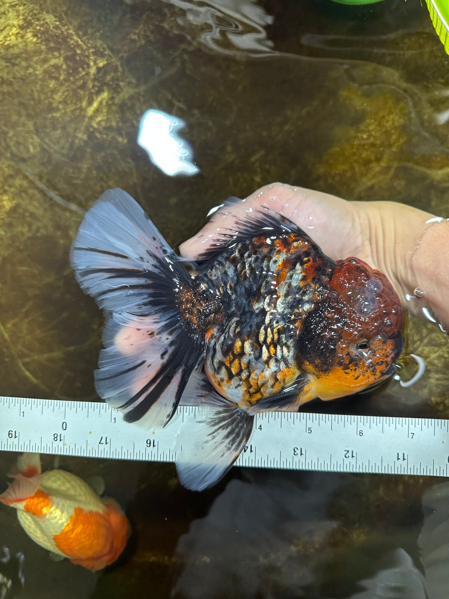 AAA Grade JUMBO Godzilla Kirin Oranda Female 6.5-7 inches #090525OR_11