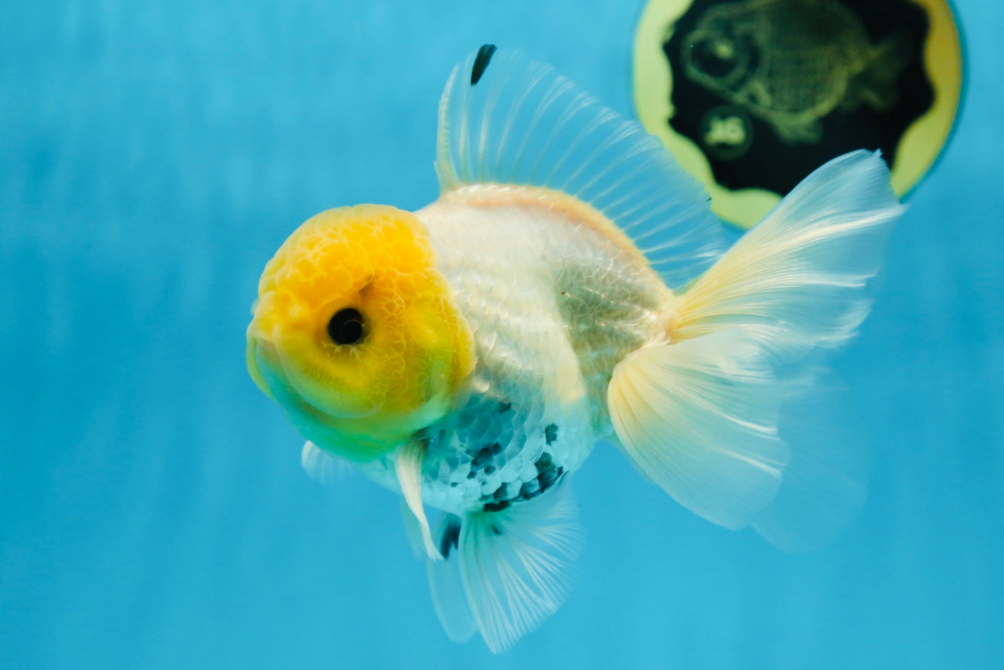 A Grade Lemonhead Button Eyes Oranda Male 5-5.5 inches #082225OR_21