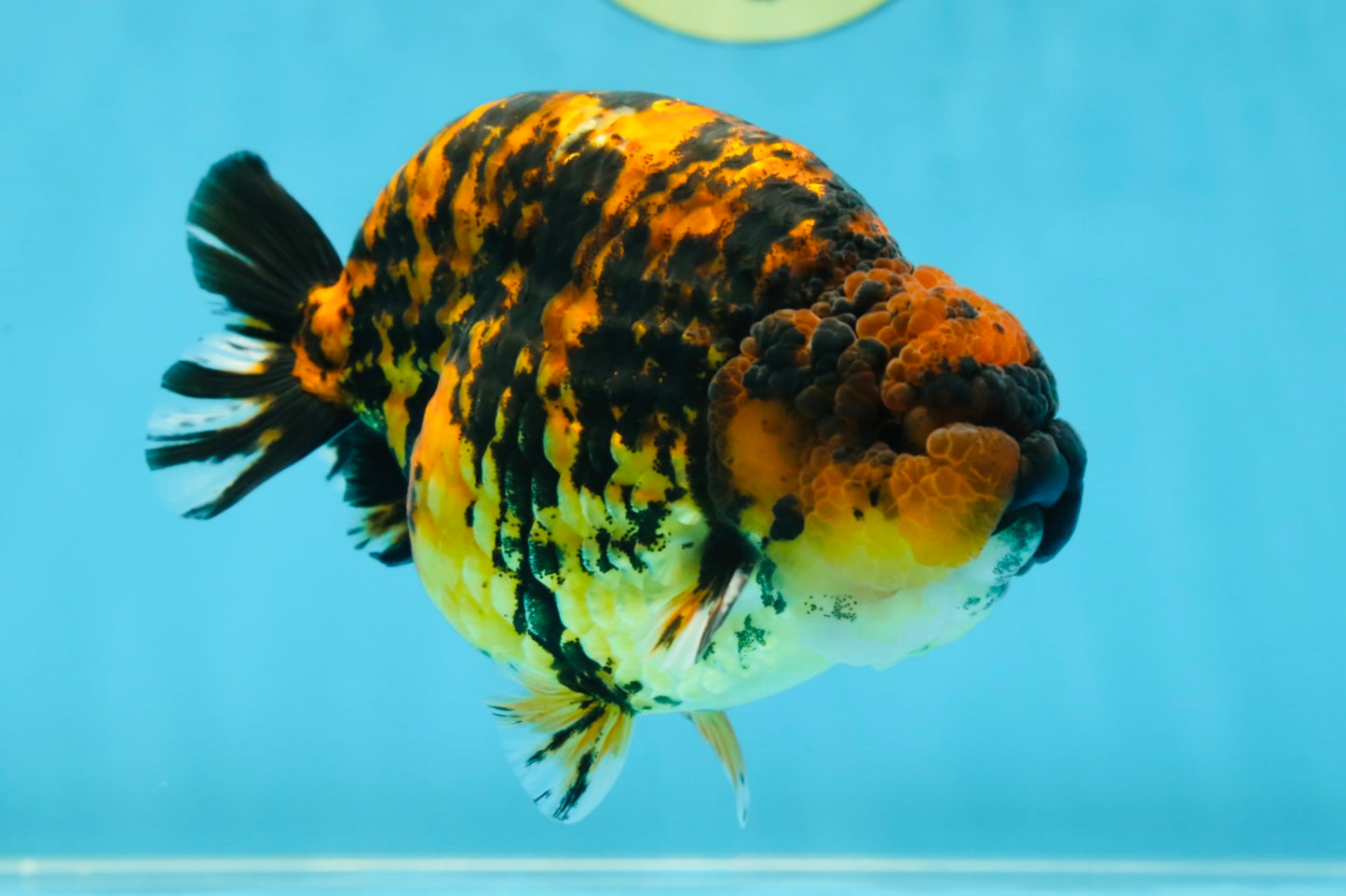 AAA Grade Tiger LionKing 5 inches #052325LC_18