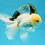 A Grade White Oranda Male 5.5 inches #052325OR_02