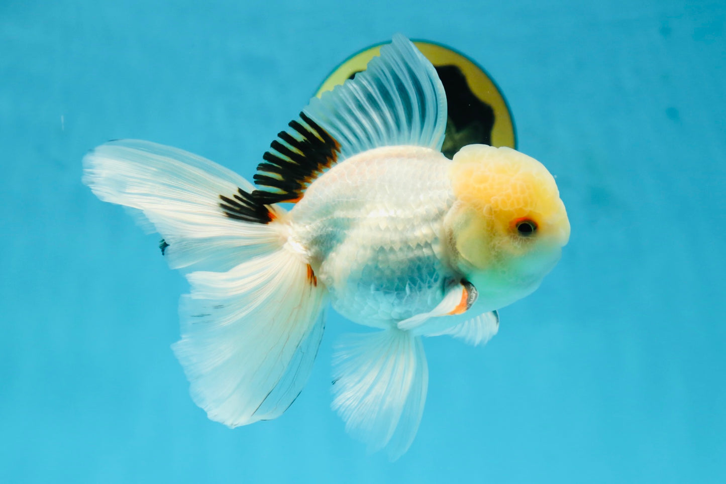 A Grade White Oranda Male 5.5 inches #052325OR_02