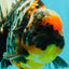 SPECIAL AAA Grade Special Kirin Oranda Male 7-7.5 inches #070326OR_04