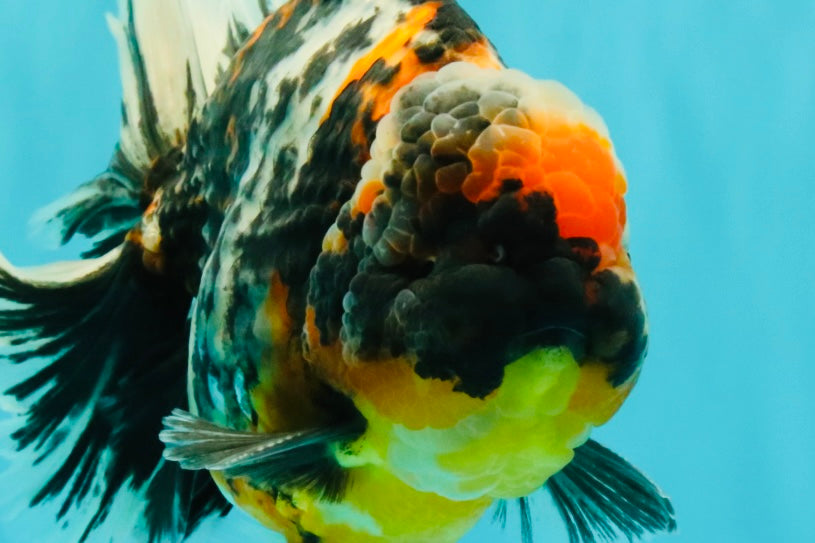 SPECIAL AAA Grade Special Kirin Oranda Male 7-7.5 inches #070326OR_04
