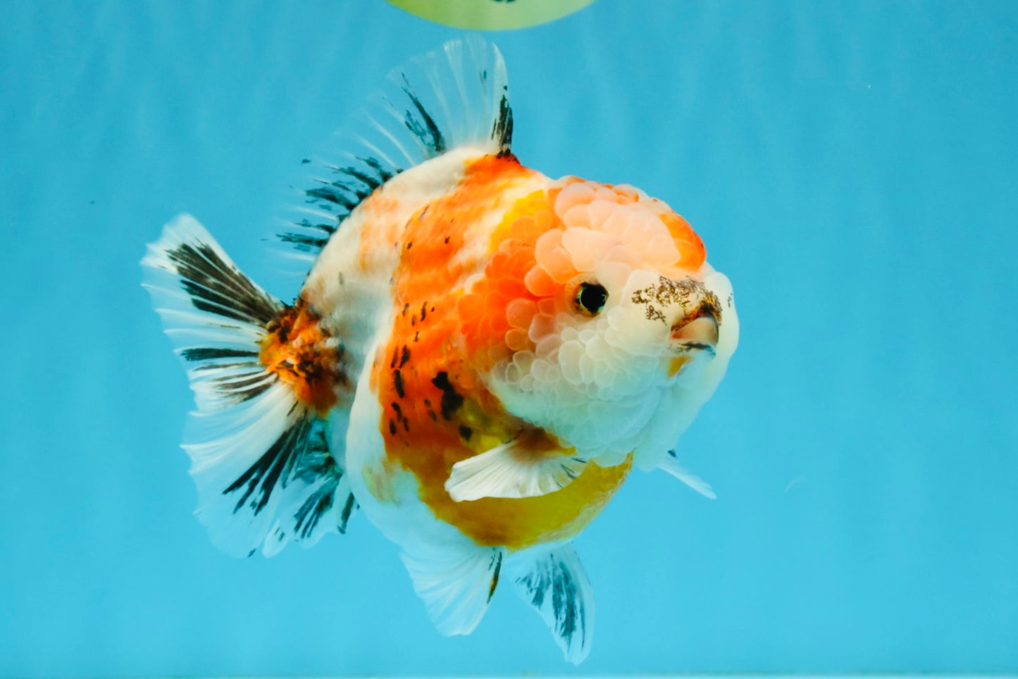 A Grade Sakura Yuanbao Female 5.5 inches #041026YB_24