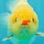 POPCORN AAA Grade Red White Yuanbao Male 5-5.5 inches #050126YB_18
