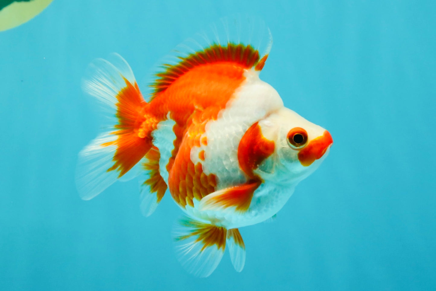 SPECIAL AAA Grade Red White Ryukin Female 4-4.5 inches #042426RK_03