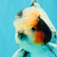A Grade Two Face Marble Oranda Male 6-6.5 inches #072426OR_11