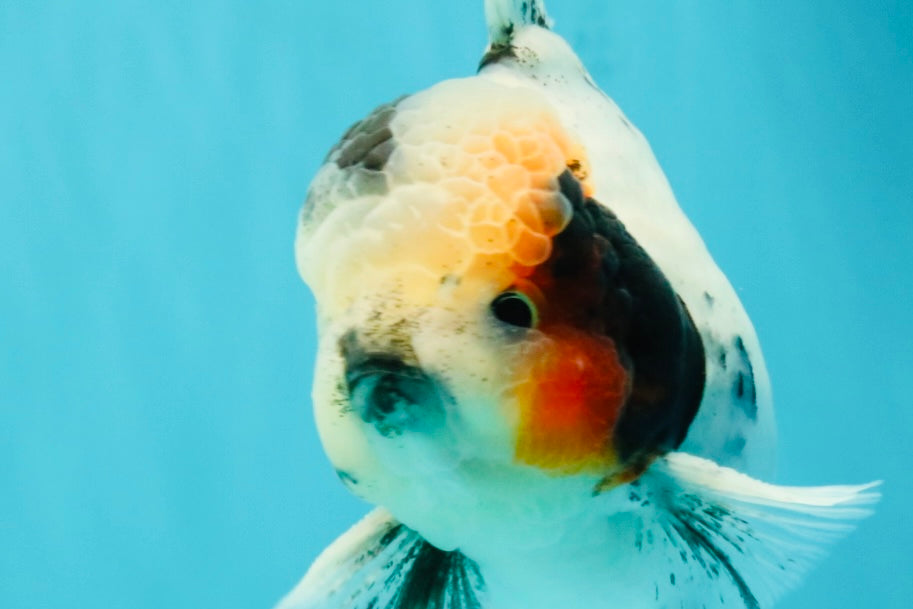 A Grade Two Face Marble Oranda Male 6-6.5 inches #072426OR_11
